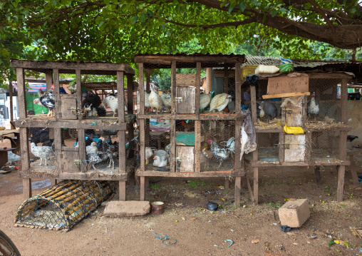 Guinea fowls and chickens for sale in a market, Savanes district, Kouto, Ivory Coast