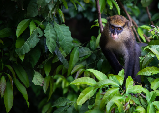 Staring macaque monkey in the forest, Tonkpi Region, Man, Ivory Coast