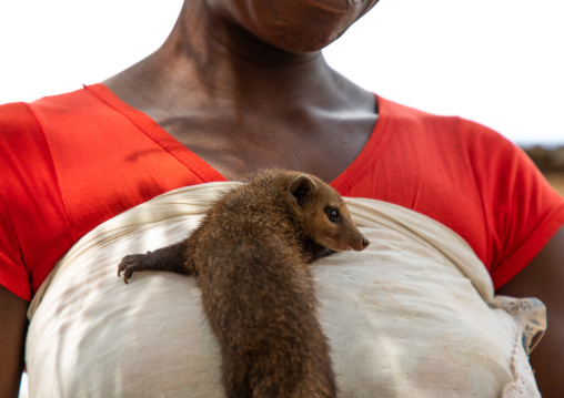Mongoose pet on the chest of an african woman, Guémon, Bangolo, Ivory Coast