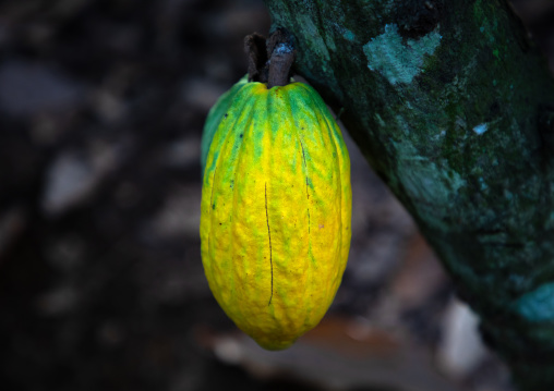 Yellow cocoa pod on the tree, Région des Lacs, Yamoussoukro, Ivory Coast