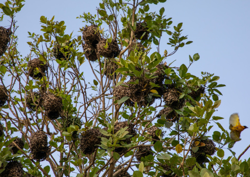 Yellow weaver birds nests, Savanes district, Yamoussoukro, Ivory Coast