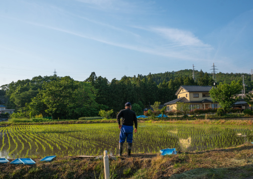 Man in front of his terraced rice field in an area that was affected by the 2011 nuclear disaster, Fukushima prefecture, Iitate, Japan