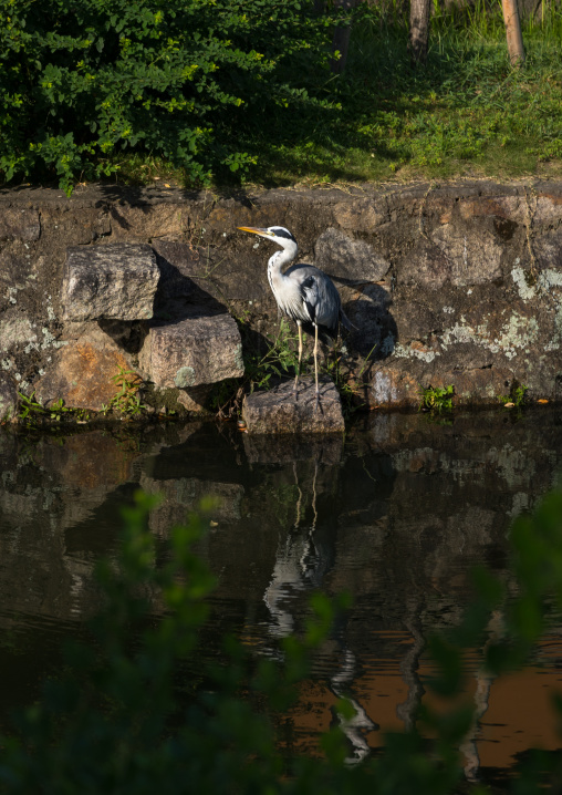 Grey heron on the riverbank, Okayama Prefecture, Kurashiki, Japan