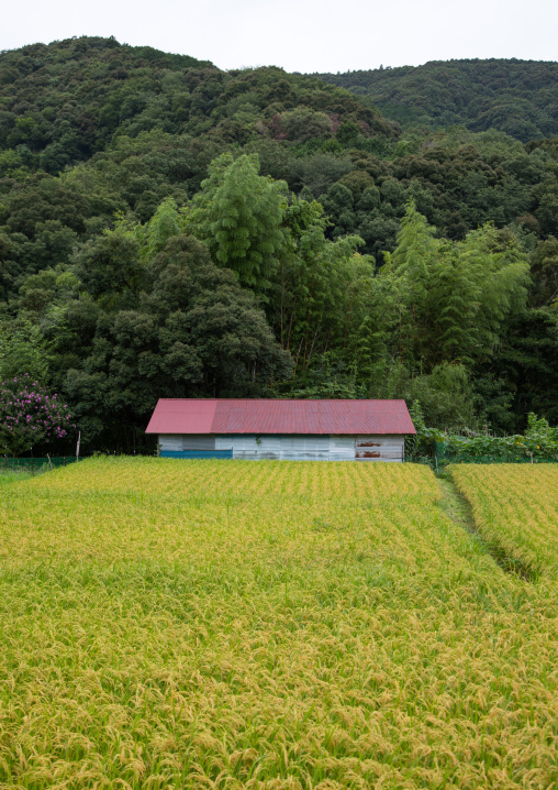 House in front of a rice field, Izu peninsula, Izu, Japan