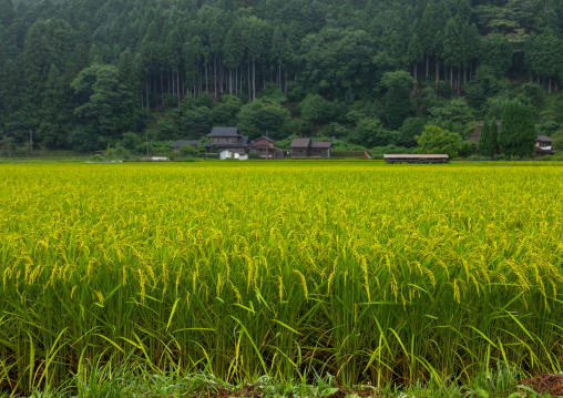 Rice Paddy, Kyoto Prefecture, Miyama, Japan