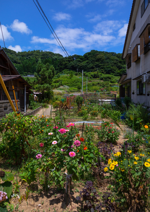 Flowers in a house garden, Kyoto prefecture, Ine, Japan