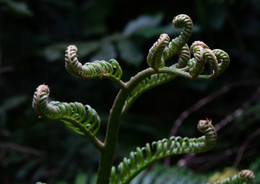 Close-up of ferns growing outdoors, Yaeyama Islands, Ishigaki-jima, Japan