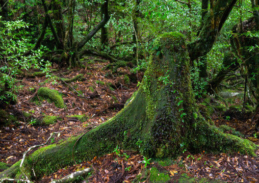 Tree trunk with moss in Yakusugi land, Kagoshima Prefecture, Yakushima, Japan