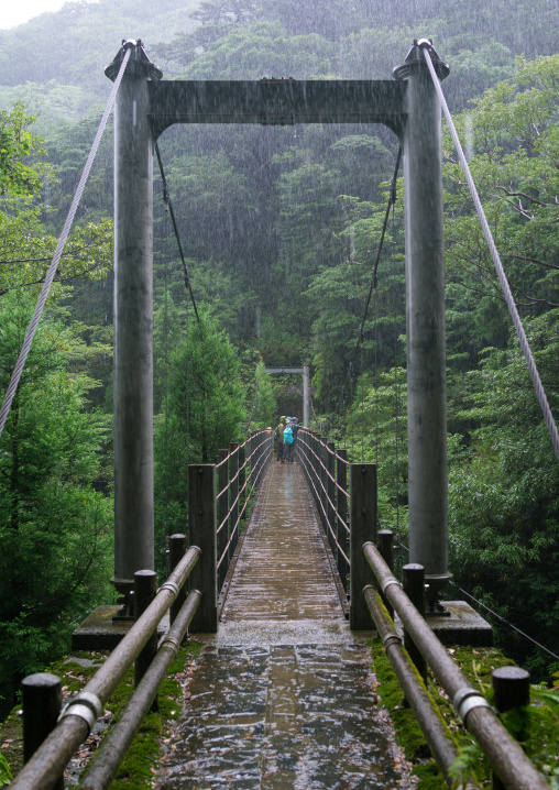 Bridge in Yakusugi land, Kagoshima Prefecture, Yakushima, Japan
