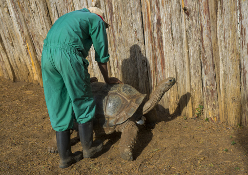 Ranger taking care of a turtle at the mount kenya animal orphanage, Laikipia county, Mount kenya, Kenya