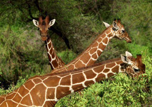 Giraffes eating acacia trees, Rift Valley Province, Maasai Mara, Kenya