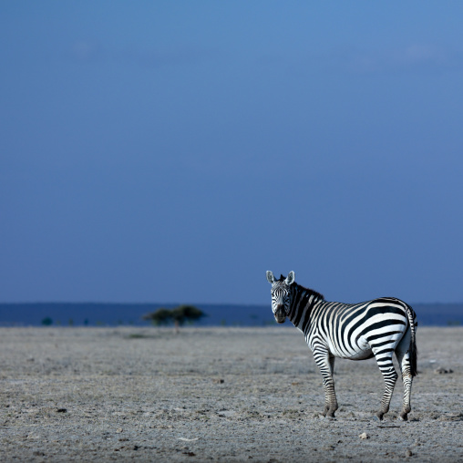Single Burchell's zebra against blue sky, Kajiado County, Amboseli park, Kenya