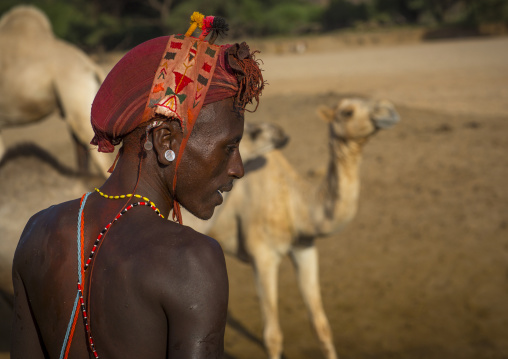 Rendille tribesman with his camels, Marsabit district, Ngurunit, Kenya