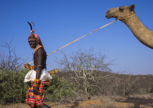 Rendille tribesman with his camel, Samburu county, Samburu national reserve, Kenya