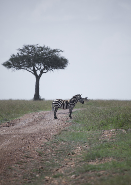 Burchells zebra (equus burchellii) on a path, Rift valley province, Maasai mara, Kenya