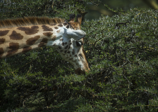 Rothchild's giraffe (giraffa camelopardalis) eating, Nakuru district of the rift valley province, Nakuru, Kenya