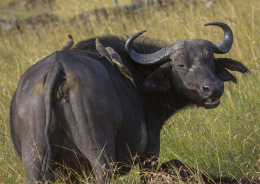 African buffalo (syncerus caffer) in grassland with oxpecker on back, Rift valley province, Maasai mara, Kenya
