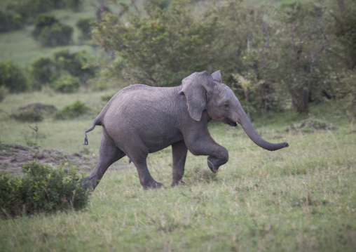 Baby african elephant (loxodonta africana) running, Rift valley province, Maasai mara, Kenya