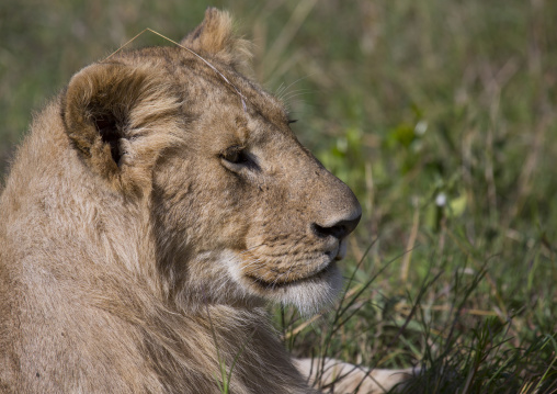 Young lion (panthera leo), Rift valley province, Maasai mara, Kenya