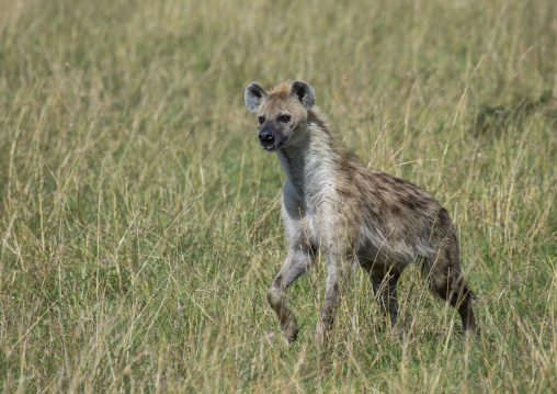 A spotted hyena in the grass, Rift valley province, Maasai mara, Kenya
