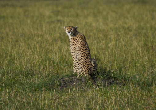 Cheetah (acinonyx jubatus), Rift valley province, Maasai mara, Kenya