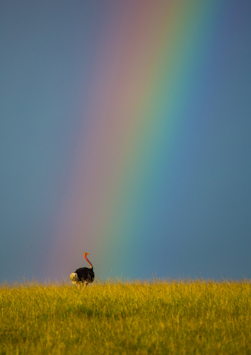 Ostrich (struthio camelus) male under a rainbow, Rift valley province, Maasai mara, Kenya
