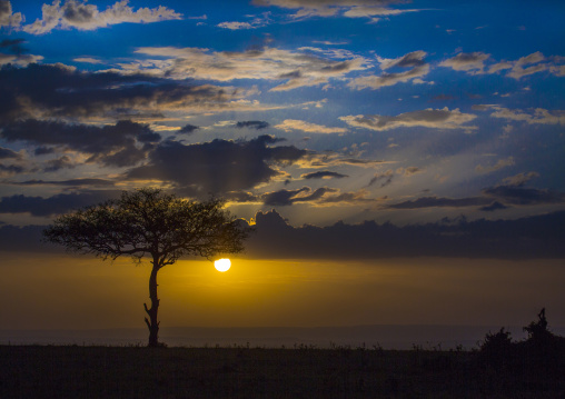Umbrella thorn acacia at sunset, Rift valley province, Maasai mara, Kenya