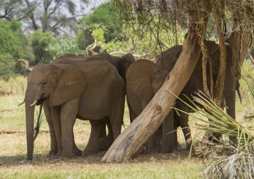 African elephants (loxodonta africana) under a tree, Samburu county, Samburu national reserve, Kenya