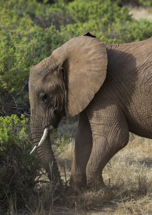 African elephant (loxodonta africana) scratching the ground, Samburu county, Samburu national reserve, Kenya