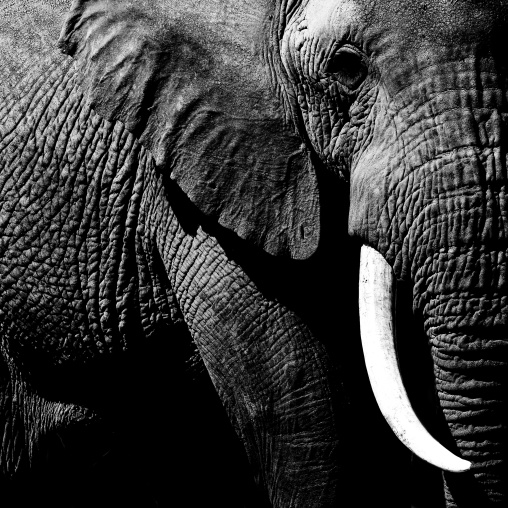 Elephant (Loxodonta africana) close up, Kajiado County, Amboseli park, Kenya