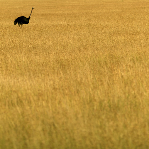 Ostrich in the savannah, Rift Valley Province, Maasai Mara, Kenya