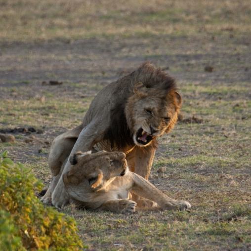 Mating Lions (Panthera Leo), Kajiado County, Amboseli park, Kenya