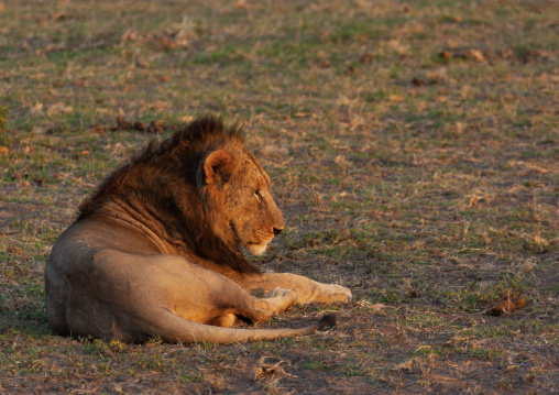 Lion resting, Kajiado County, Amboseli park, Kenya