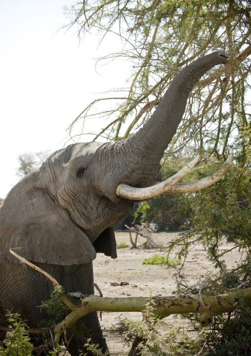 Elephant eating branches of a tree, Kajiado County, Amboseli park, Kenya