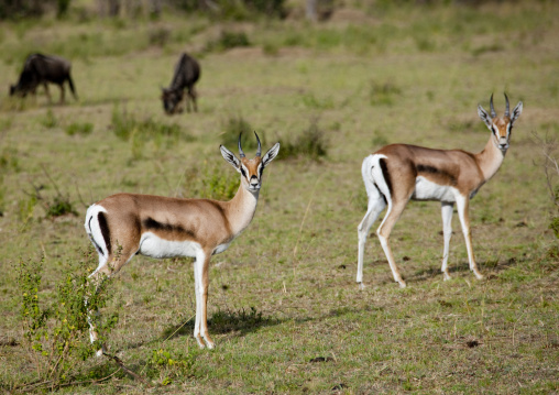 Thomson's gazelles (Gazella thomsoni) looking at camera, Rift Valley Province, Maasai Mara, Kenya