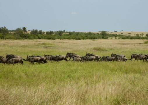 wildebeests migration in the savannah, Rift Valley Province, Maasai Mara, Kenya