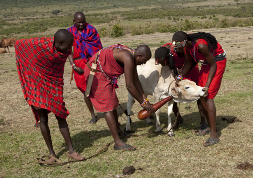 Maasai men collecting blood from a cow, Rift Valley Province, Maasai Mara, Kenya