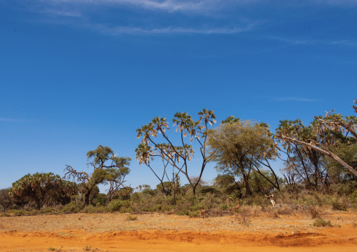 Tropical landscape, Samburu County, Samburu national reserve, Kenya