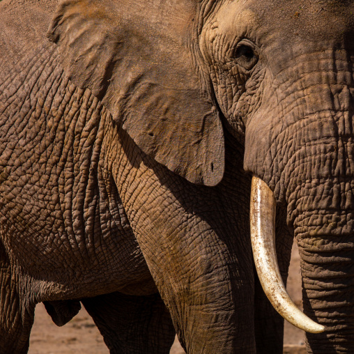 Elephant (Loxodonta africana) close up, Kajiado County, Amboseli park, Kenya