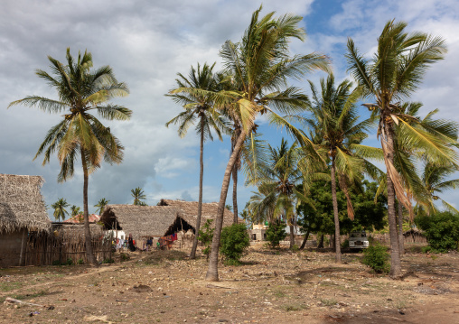 Traditional village with thatched roofs houses, Lamu County, Siyu, Kenya