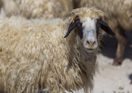 Sheep, Azaban, Kurdistan, Iraq