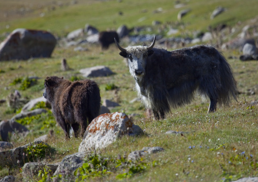 Yaks In The Steppe, Song Kol Lake Area, Kyrgyzstan