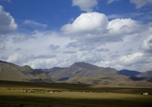 Herd Of Cattle And Horses In The Steppe, Saralasaz Jailoo, Kyrgyzstan