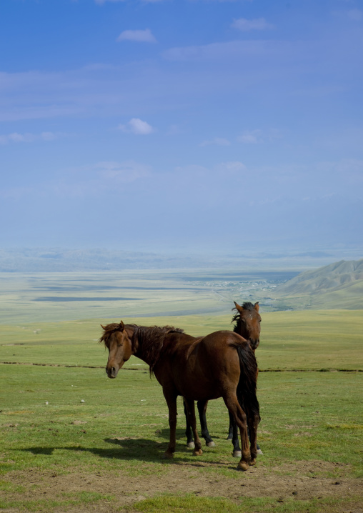 Horses In The Steppe, Saralasaz Jailoo, Kyrgyzstan