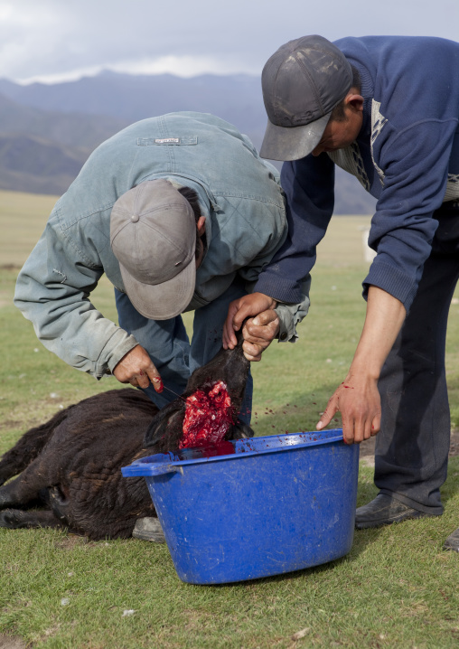 Men Cutting Up A Sheep, Saralasaz Jailoo, Kyrgyzstan