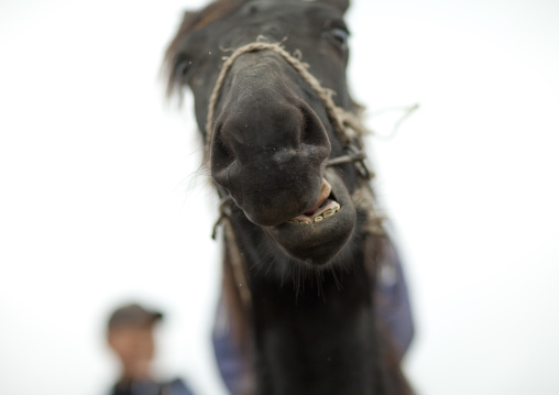 Horse In Saralasaz Jailoo, Kyrgyzstan