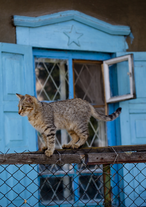 Cat On The Edge Of A Fence, Bishkek, Kyrgyzstan