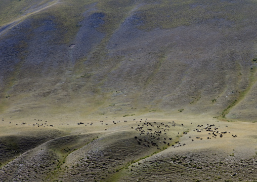 Herd Of Sheep Grazing  In The Steppe, Road To Jaman Echki Jailoo, Kyrgyzstan