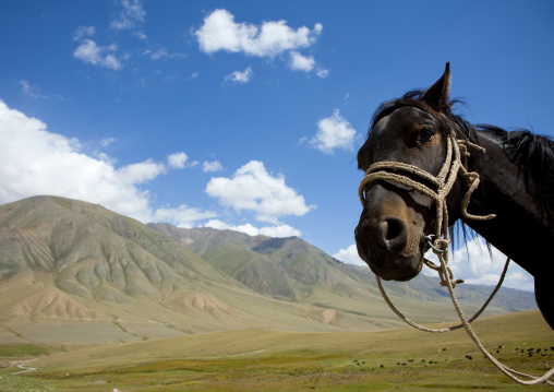 Horse In Front Of The Mountains On The Road To Jaman Echki Jailoo, Kyrgyzstan