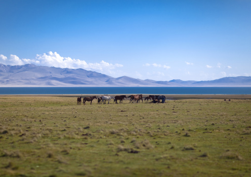 Horses In Front Of Song Kol Lake, Jaman Echki Jailoo Village, Kyrgyzstan